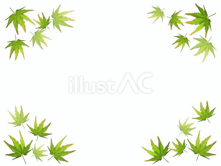 momiji14 爽やか鮮やか青もみじ もみじ,リアル,ナチュラルのイラスト素材