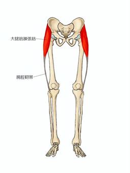 大腿筋膜張筋のイラスト ガイコツ,解剖,骨,腸骨筋,モデル,骨格,解剖学,人体模型,脊柱,頭蓋骨のイラスト素材
