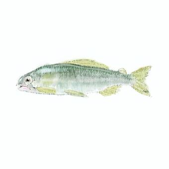 アユ（顔ありVer） 魚,アユ,鮎,川魚,夏,動物,生き物,食べ物,手描きのイラスト素材