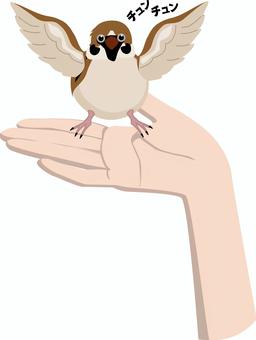 雀飼いならす 雀,野鳥,飼いならす,ペット,鳥類,羽,かわいい,手,乗るのイラスト素材