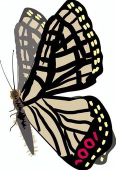 Illustration, hestina assimilis, admiral butterfly, insect, 