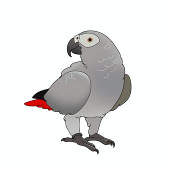 ヨウム ヨウム,鳥,かわいい,ペット,手乗り,無料,フリー,素材,カラフル,手書きのイラスト素材