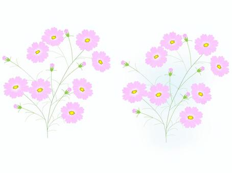 秋　コスモス コスモス,秋,秋桜,桃色,花,花畑,ピンク,蕾,花びら,かわいいのイラスト素材