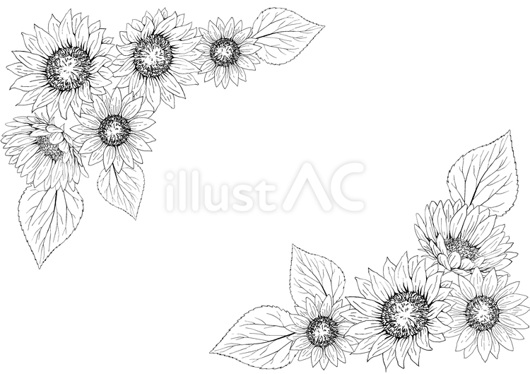 ひまわりのフレーム、手描きイラスト、線画 ひまわり,向日葵,花のイラスト素材