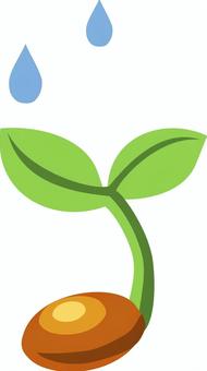 「種と雫」のイラスト 種,芽生え,シーズ,研究,芽,双葉,雨,水,雫,根っこのイラスト素材