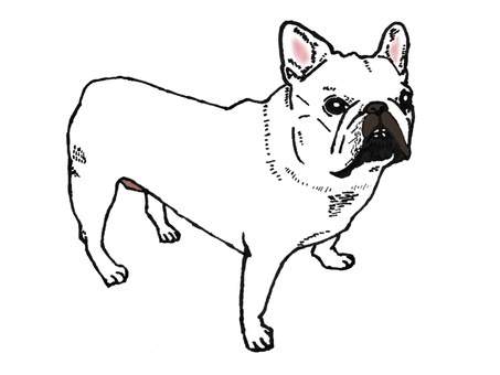 歯が見えてる犬 犬,フレンチブルドッグ,フレブル,ホワイト,歯のイラスト素材