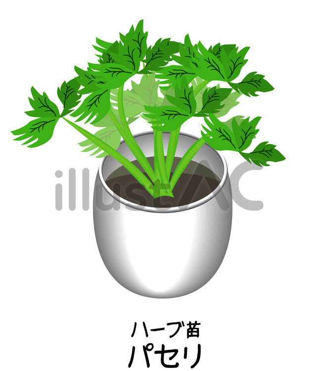 パセリ　ハーブ　苗　園芸 パセリ,ハーブ,苗のイラスト素材