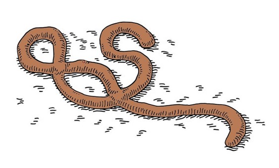 Earthworm, JPG and PNG Earthworm, earthworm, insect, fishing, JPG and PNG