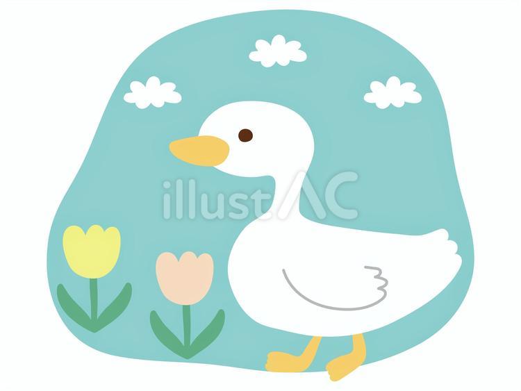 アヒルさん アヒル,チューリップ,挿絵のイラスト素材