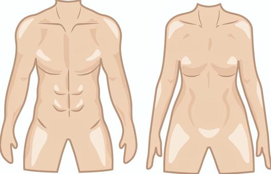 男女の胴体セット 人体,胴体,身体,首,肩,腕,上腕,前腕,肘,手のイラスト素材