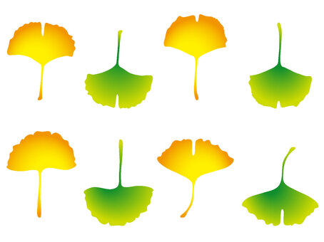 Ginkgo biloba leaves -2, ginkgo biloba, ginkgo, leaf, JPG, PNG and EPS