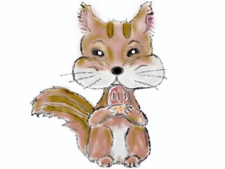 リス リス,カワイイ,木の実,ホッペ,どんぐり,りす,お座り,正面,かわいい,動物のイラスト素材