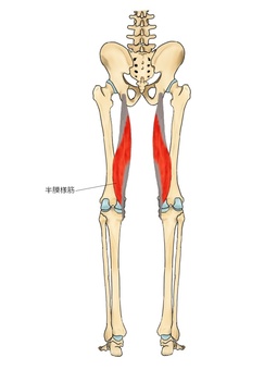 半膜様筋のイラスト ハムストリングス,半膜様筋,筋,筋肉,ガイコツ,解剖,骨,モデル,骨格,解剖学のイラスト素材