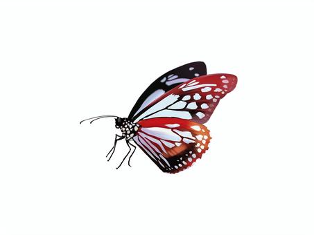 アサギマダラ② 蝶,アサギマダラ,きれい,標本,蝶々,胡蝶,フリー,無料,手描き,手書きのイラスト素材