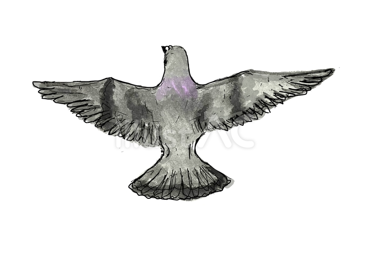 はと はと,動物,生物のイラスト素材