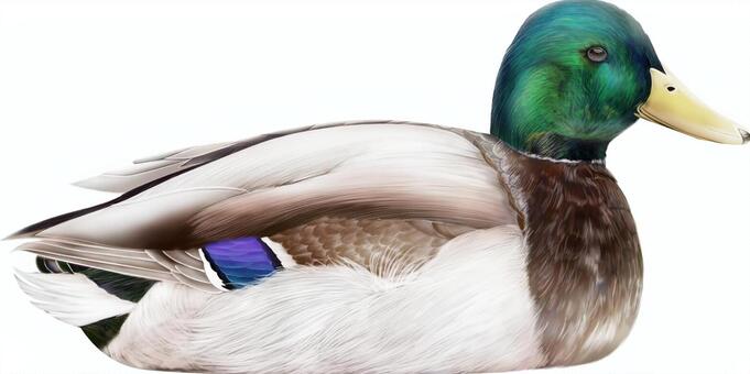 One duck male sideways, feather, waterfowl, birds, JPG and PNG