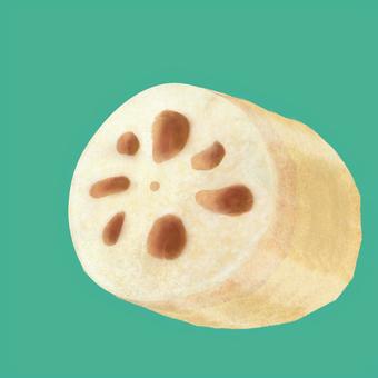 Lotus root cut without skin, , JPG and PNG