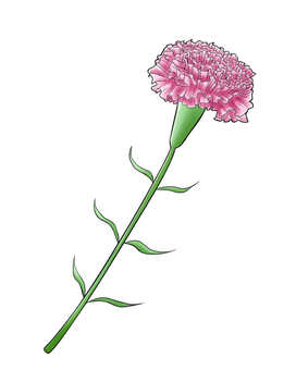 Illustration, carnation, flower, mother's day, JPG and PNG