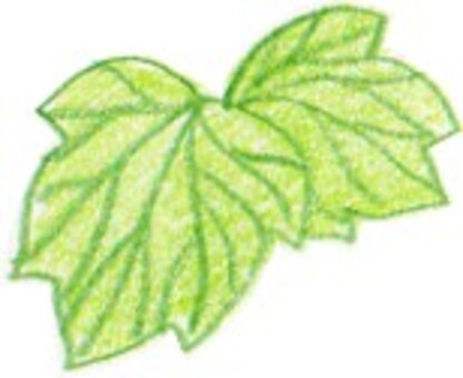 Illustration, leaf, natural, jagged, 