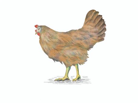 Watercolor painting of hen, , JPG and PNG