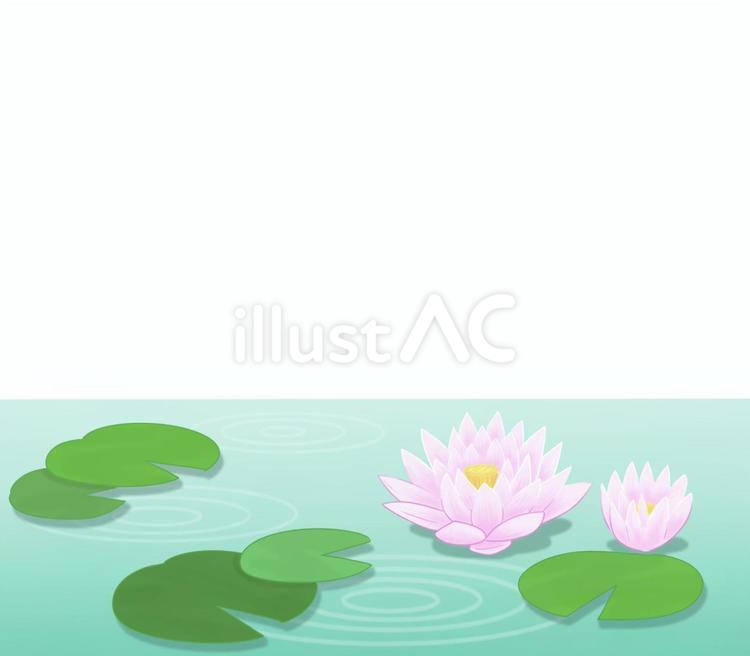 蓮の花の池 蓮,花,池のイラスト素材