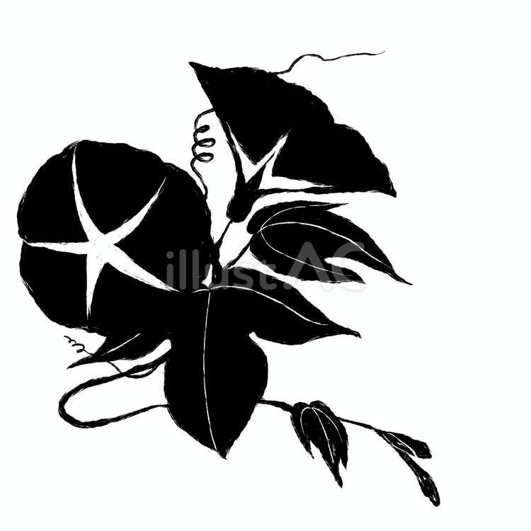 黒い朝顔のイラスト２ 朝顔,アサガオ,あさがおのイラスト素材