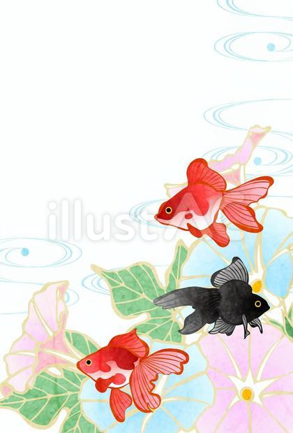 SummerCard24112