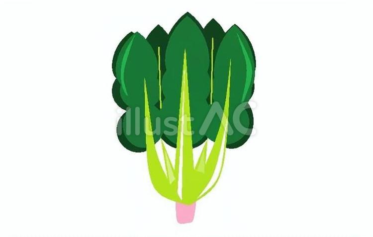 ほうれんそう ほうれんそう,緑黄色野菜,食べ物のイラスト素材