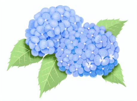 紫陽花のイラスト 青