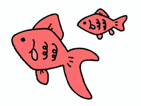 金魚さん 金魚,動物,ゆるふわ,ゆるい,かわいい,シンプル,手描き,挿絵,魚,赤のイラスト素材