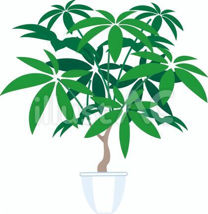観葉植物 インテリア パキラ