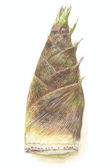 新鮮とれたてタケノコ（タテ）色鉛筆水彩画 たけのこ,野菜,春,新鮮,とれたて,旬,筑前煮,竹,茶色,こげ茶色のイラスト素材