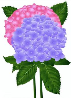 Illustration, hydrangea, flower, plant, 