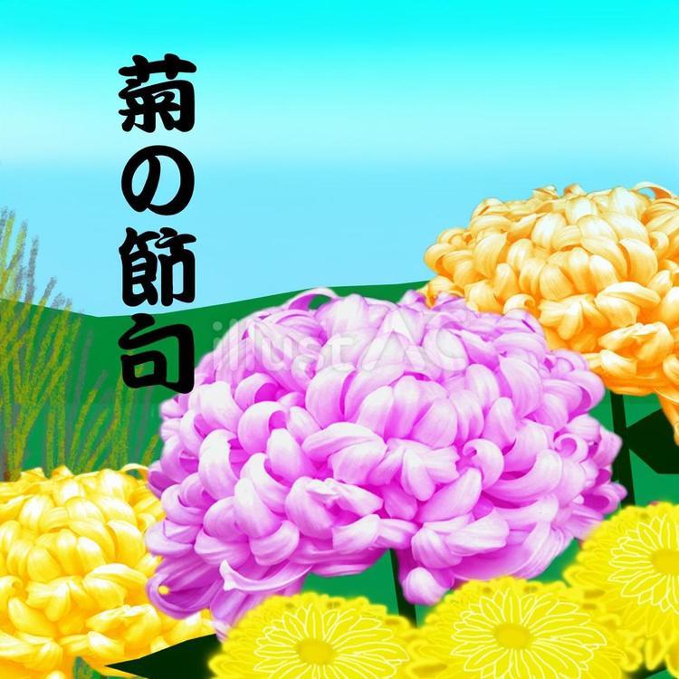 菊の節句 菊の節句,長寿,祝うのイラスト素材