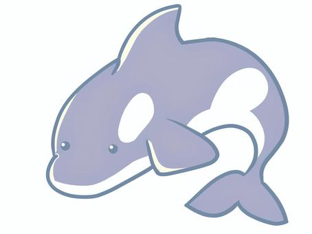 シャチ シャチ シャチ,動物,可愛い,癒し,海,水族館,水のイラスト素材