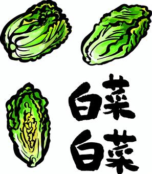 Chinese cabbage, chinese cabbage, pen text, hand drawn, JPG, PNG and AI