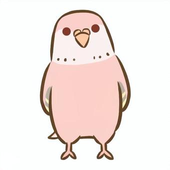 アキクサインコ10（ファロー） アキクサインコ,インコ,鳥,ペット,デフォルメ,生き物,動物,かわいい,アイコンのイラスト素材