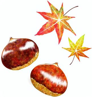 秋の味覚 栗 紅葉 秋の味覚 栗 紅葉 紅葉,栗,食材のイラスト素材