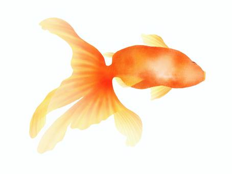 Material of orange goldfish (Ryukin) (white background), JPG and PNG Material of orange goldfish (Ryukin) (white background), , JPG and PNG