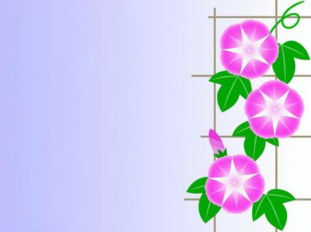 Illustration, morning glory, frame, flower, 