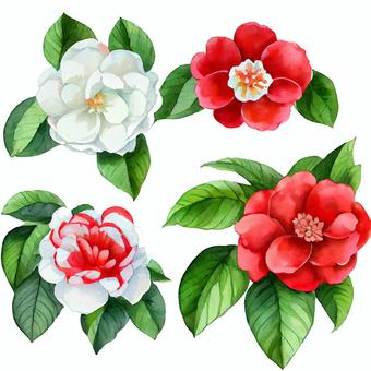 山茶花水彩插圖, 山茶花水彩插圖, 手繪, 茶花, 新年卡,