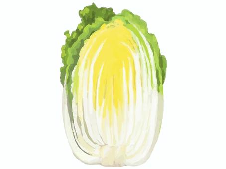 リアルすぎない白菜(半分カット) 食べ物,野菜,葉物野菜,カット,断面,半分,2分の1のイラスト素材