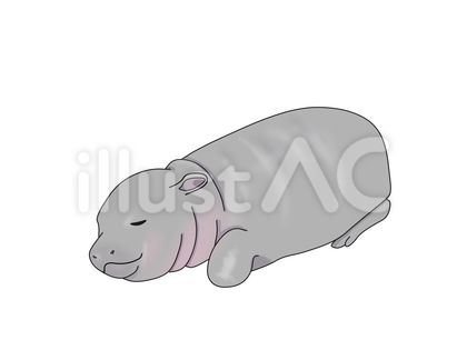 コビトカバ(眠る)