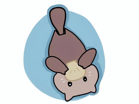 かわいいラッコ ラッコ,手描き,かわいいのイラスト素材