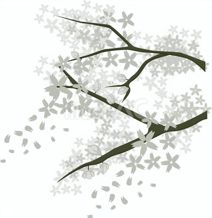 桜　 桜,満開,花のイラスト素材