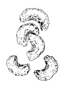 筆ペン　カシューナッツ カシューナッツ,種子,食べ物,モノクロ,線画,手描き,手書きのイラスト素材