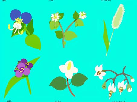 Illustration, planta, tradescantia, chickweed, 