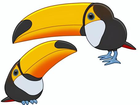 オニオオハシ オニオオハシ,鳥,動物,くちばし,黄色のイラスト素材