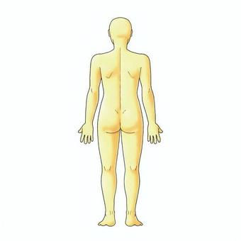 身体の後ろ側 人体,人物,全身,背面,皮膚,姿勢,男女共通,解剖学モデル,体の構造,腕のイラスト素材