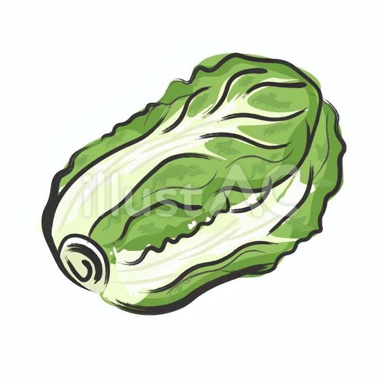 白菜 野菜,筆,手書きのイラスト素材
